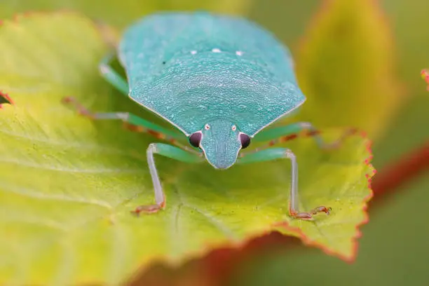 A Closeup on a light blue adult Southern green shieldbug, Nezara virudula