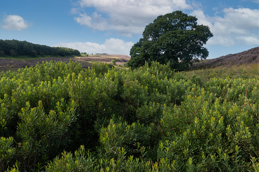 Gale was historically used in place of hops for brewing beer in NW Europe and UK.\nLow bushy plants here growing among heather on the North York Moors.