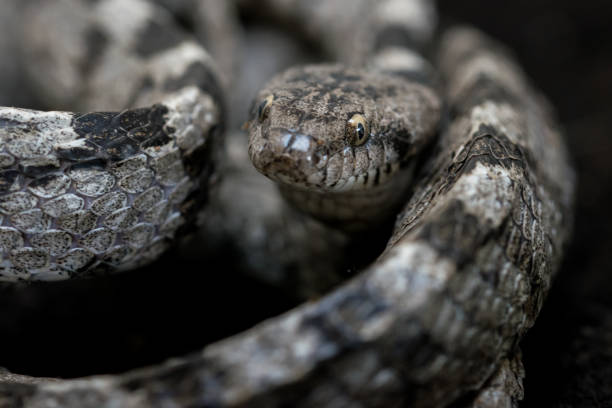 istock A European Cat Snake, or Soosan Snake, Telescopus fallax, curled up and staring, in Malta. 1442905310
