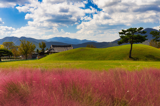 A beautiful landscape with pink flowers and , Gyeongju, South Korea