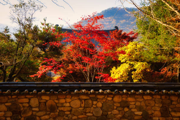 istock Trees with colorful dried leaves during fall, South Korea 1442905634