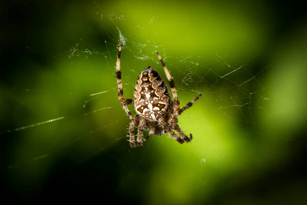 istock Selective focus of a spider on a web on a green blurred background 1442906572