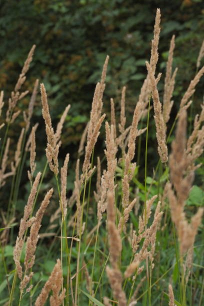 foto em close-up de capim de junco em um fundo desfocado - reedgrass - fotografias e filmes do acervo