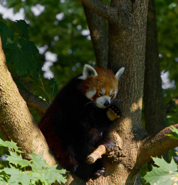 istock Vertical shot of aa red panda sitting on a tree in the wilderness 1442907382