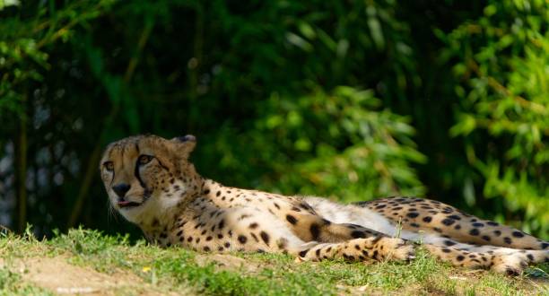 istock Selective focus of a cheetah lying down on the grass in the wilderness 1442907388