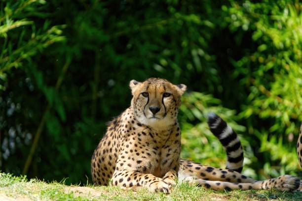 Selective focus of a cheetah lying down on the grass in the wilderness