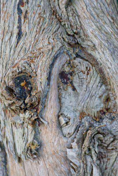 istock Vertical closeup shot of a bark of a tree 1442907430