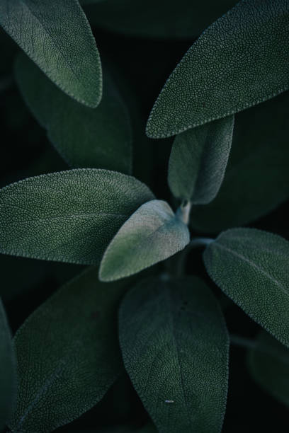 istock Vertical shot of blooming sage leaves 1442907510