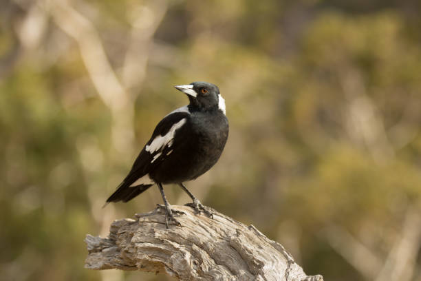 istock Australian Magpie on a tree in Tasmania, Australia 1442907866
