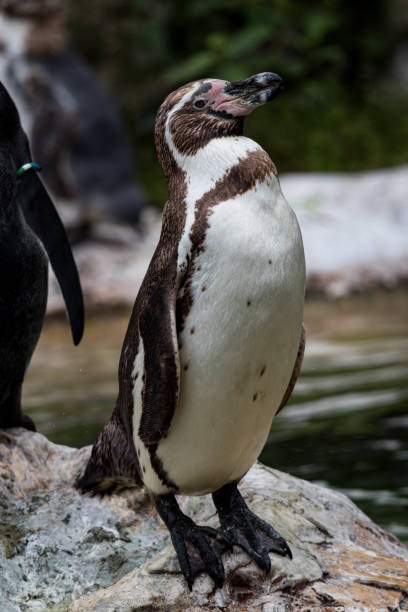 istock Selective of a Humboldt penguin (Spheniscus humboldti) on a stone 1442907905