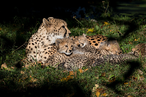 A closeup of cheetah cubs with their mother on the grass in the forest