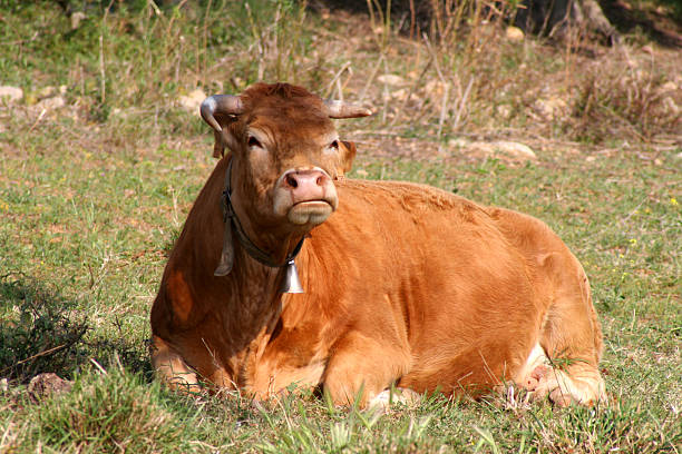 Cow wearing bell stock photo