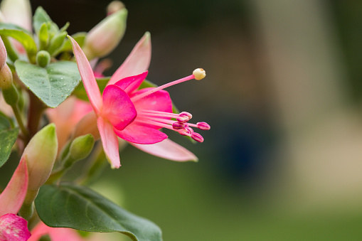 A selective closeup of pink fuchsia flowers in a garden