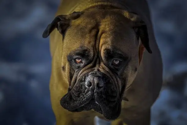 Photo of A CLOSE UP OF A LARGE BULLMASTIFF STARING INTO THE CAMERA WITH BRIGHT EYES