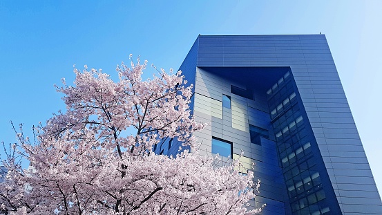 Cheonan City, South Korea – April 14, 2019: A low angle shot of the Namseoul University Dormitory and cherry blossoms in the Cheonan City, South Korea