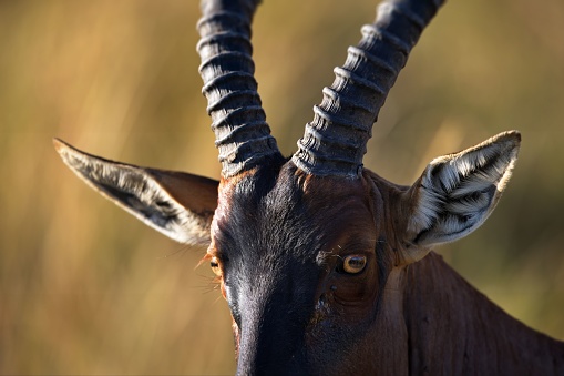 A closeup of an African hartebeest captured in its natural habitat