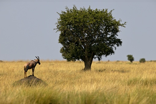 An African Topi standing on a stone in wilderness next to an alone standing big tree
