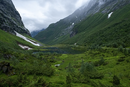 Wonderful landscapes in Norway. Vestland. Beautiful scenery of Urasetra and surroundings. Cows, lake, road and snowed mountain. Paradise and heaven