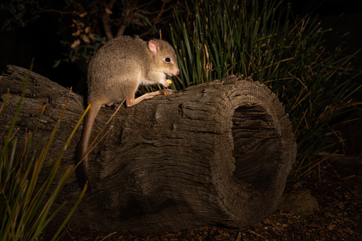 A closeup shot of a Bettong on wood in Tasmania, Australia