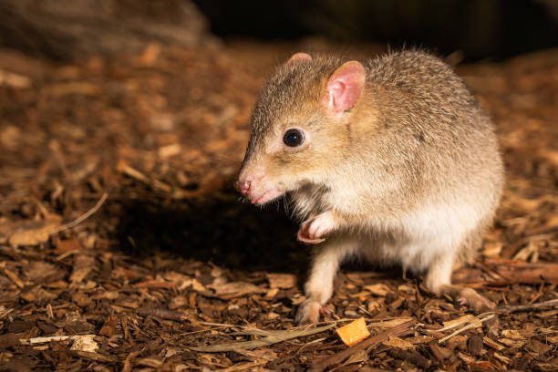 Closeup of a cute eastern bettong A closeup of a cute eastern bettong tasmanian animals stock pictures, royalty-free photos & images
