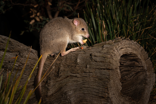 A closeup of an eastern bettong sitting and eating on a log