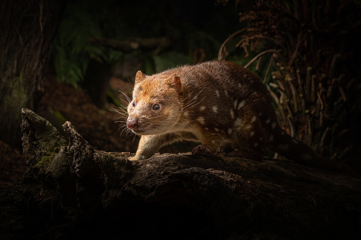 A closeup of a near threatened tiger quoll or spotted quoll in the wild