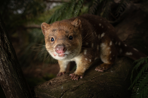 A closeup of a near threatened tiger quoll or spotted quoll looking at the camera in the wild