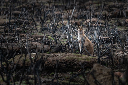 A wallaby searching for food in the wild after bushfires