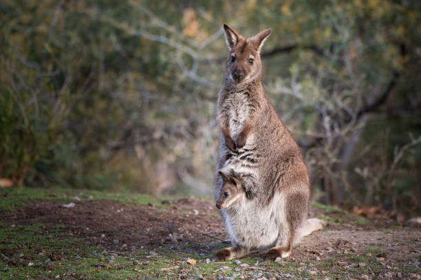 primo piano di un wallaby dal collo rosso con un joey nella sua sacca - wallaby kangaroo joey tasmania foto e immagini stock