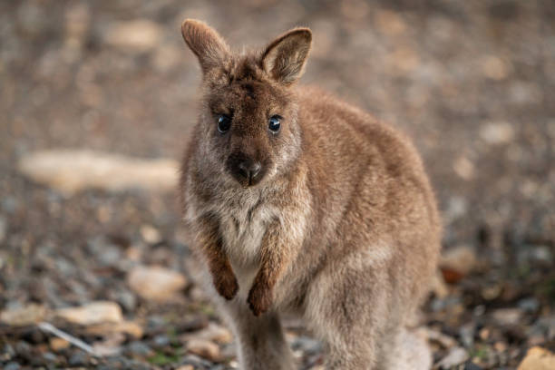 zbliżenie na czerwonoszyjego wallaby joeya na wolności patrzącego w kamerę - wallaby kangaroo joey tasmania zdjęcia i obrazy z banku zdjęć