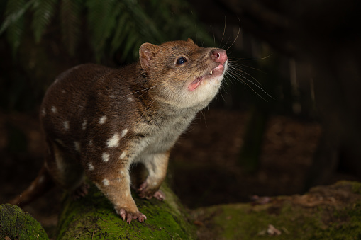 A closeup shot of a Tiger Quoll, Spotted-tail Quoll in Tasmania, Australia