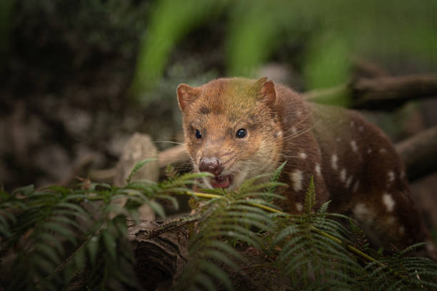 野生の絶滅危惧種のトラフクロウまたは斑点を付けられたフクロネコの接写 - tasmanian animals ストックフォトと画像