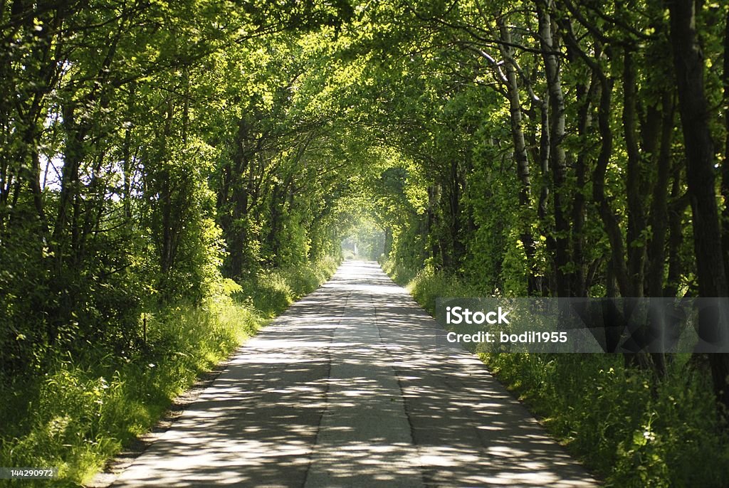 Straße bis in den Wald - Lizenzfrei Ast - Pflanzenbestandteil Stock-Foto