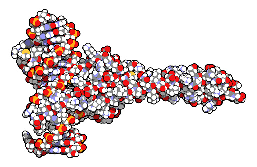 c-Myc and Max transcription factors bound to DNA. 3D illustration. Atoms shown as spheres with conventional color coding.