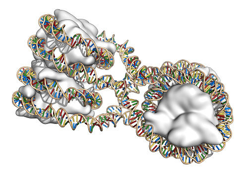 Nucleosome structure. Structure of an oligonucleosome, showing the packaging of DNA in chromosomes. 3D illustration.