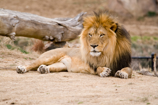 a male lion lying in the dirt and dozing on a sunny afternoon