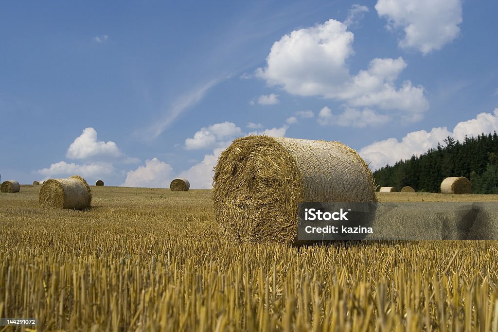 Filed with hay bale Hay landscape :) Agricultural Field Stock Photo