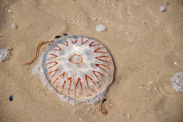 istock Jellyfish on beach in Wales 1442911286