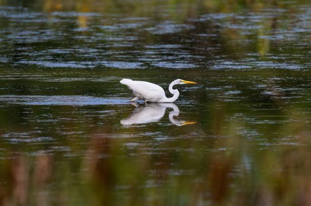 istock Eastern great egret (Ardea alba modesta) swimming in a river and reflecting in the water surface 1442911656