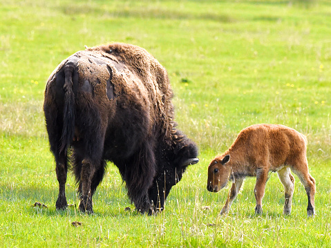 A beautiful shot of a grown bison and a calf on a pasture in the meadow