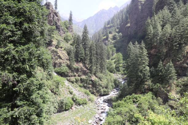 istock River inside the dense forest in himalaya 1442911838
