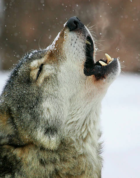 gray wolf in winter in snow with snowflakes on face portrait close up