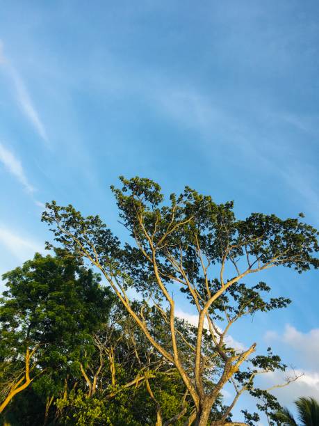 Tree with sky stock photo