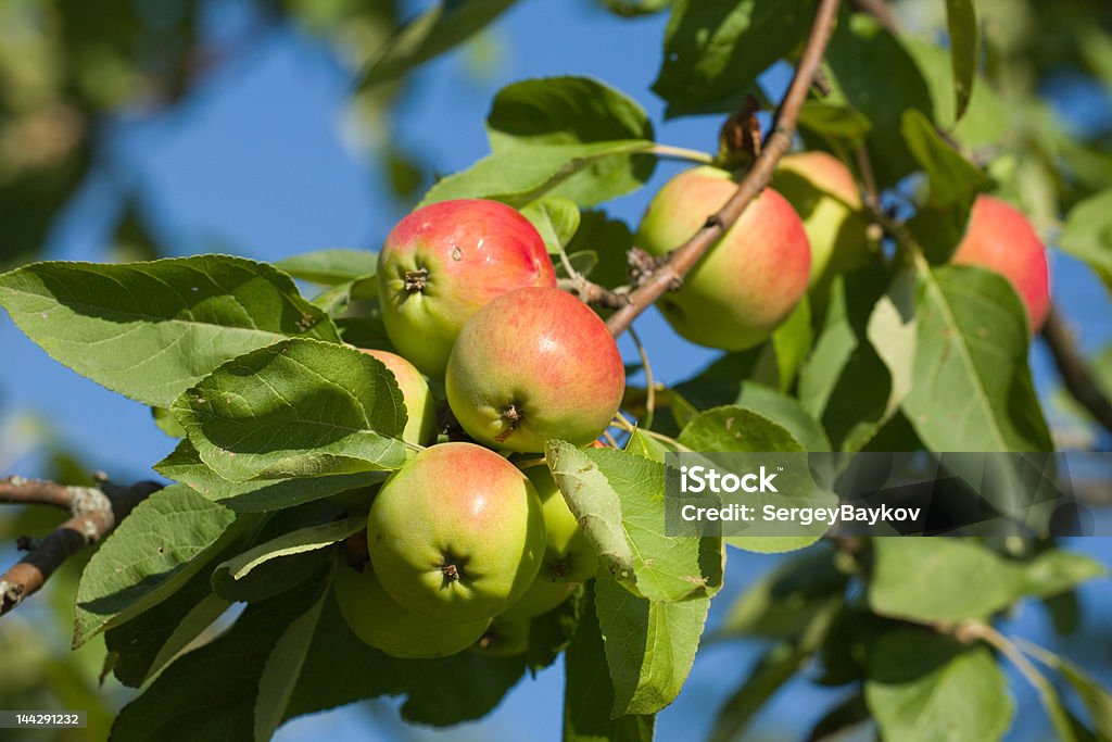 Apple sur arbre - Photo de Aliment libre de droits