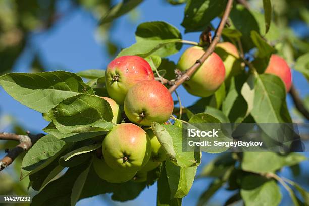 Photo libre de droit de Apple Sur Arbre banque d'images et plus d'images libres de droit de Aliment - Aliment, Arbre, Bleu