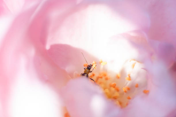 A selective focus shot of a bee pollinating on a pink flower