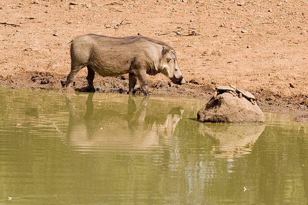 Warthog, Phacochoerus africanus, Kruger National Park, Mpumalanga, South Africa, Africa