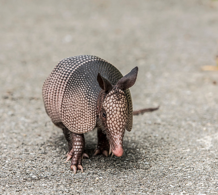 A selective focus shot of armadillo on asphalt road