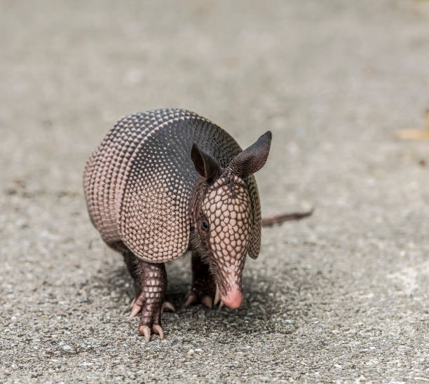 Selective focus shot of armadillo on asphalt road A selective focus shot of armadillo on asphalt road armadillo stock pictures, royalty-free photos & images