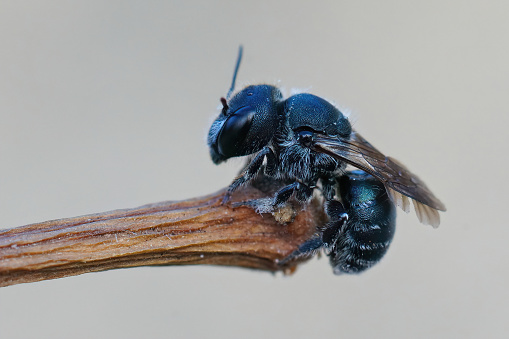 Detailed closeup of a female blue mason bee , Osmia caerulescens, hanging on a twig